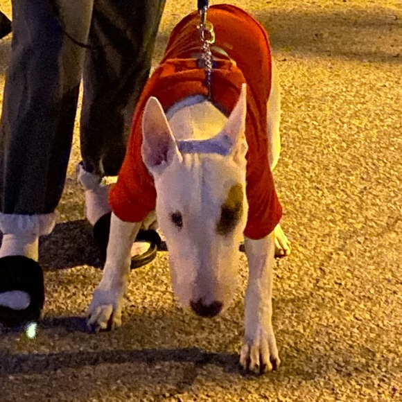 Silver Paw Soft Doggy Sweater - Picture 14 of 15